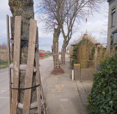 Omdat de bomen steeds belangrijker worden in onze leefomgeving worden ze vaker beschermd bij werkzaamheden om beschadiging te voorkomen. Voor het beschermen van de bomen bij bouw-, sloop- en wegwerkzaamheden bieden wij daarom de juiste boombescherming aan. De prijs voor het huren van boombescherming is inclusief het aanbrengen en verwijderen van de boombescherming. De huurperiode is voor maximaal een half jaar.